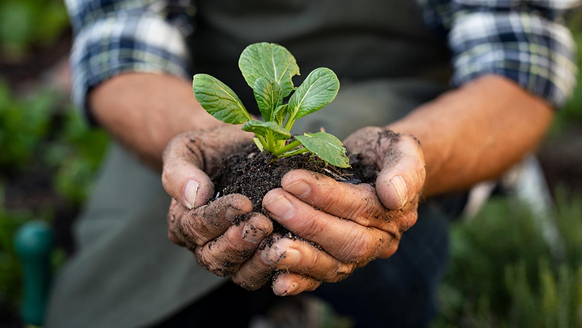 Certificate in horticulture practices