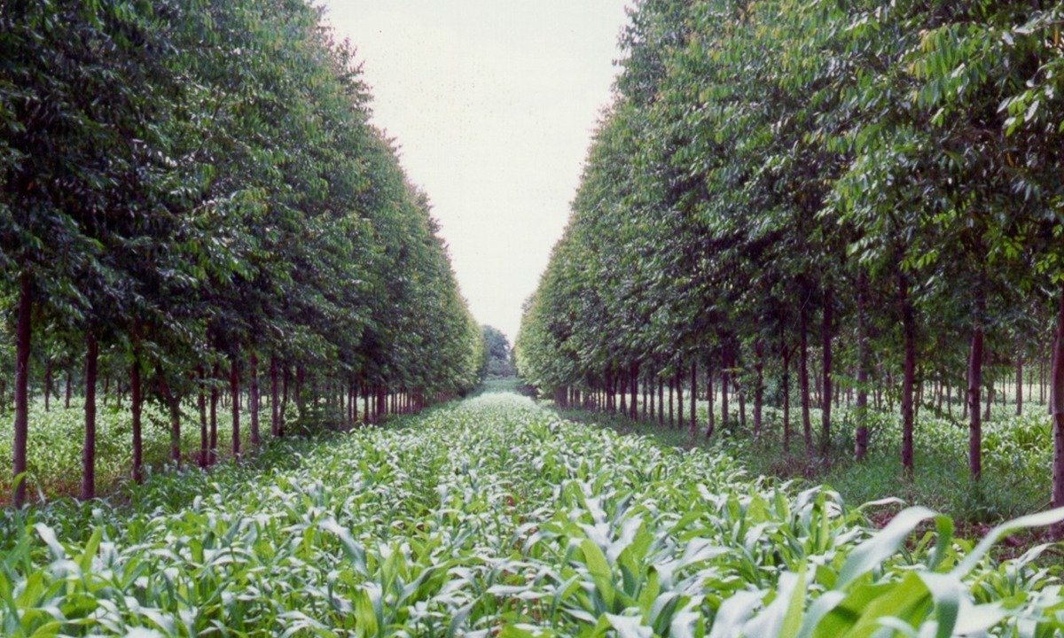 Certificate in agroforestry techniques