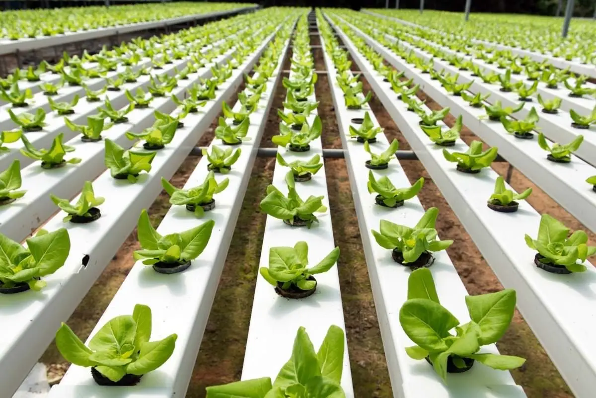 Certificate in hydroponics and soilless farming