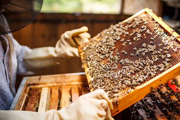 Diploma in apiculture (beekeeping)